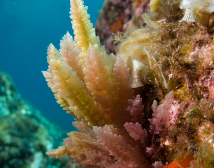 La Asparagopsis taxiformis, un alga invasora, ha sido detectada por primera vez en las costas de Barcelona