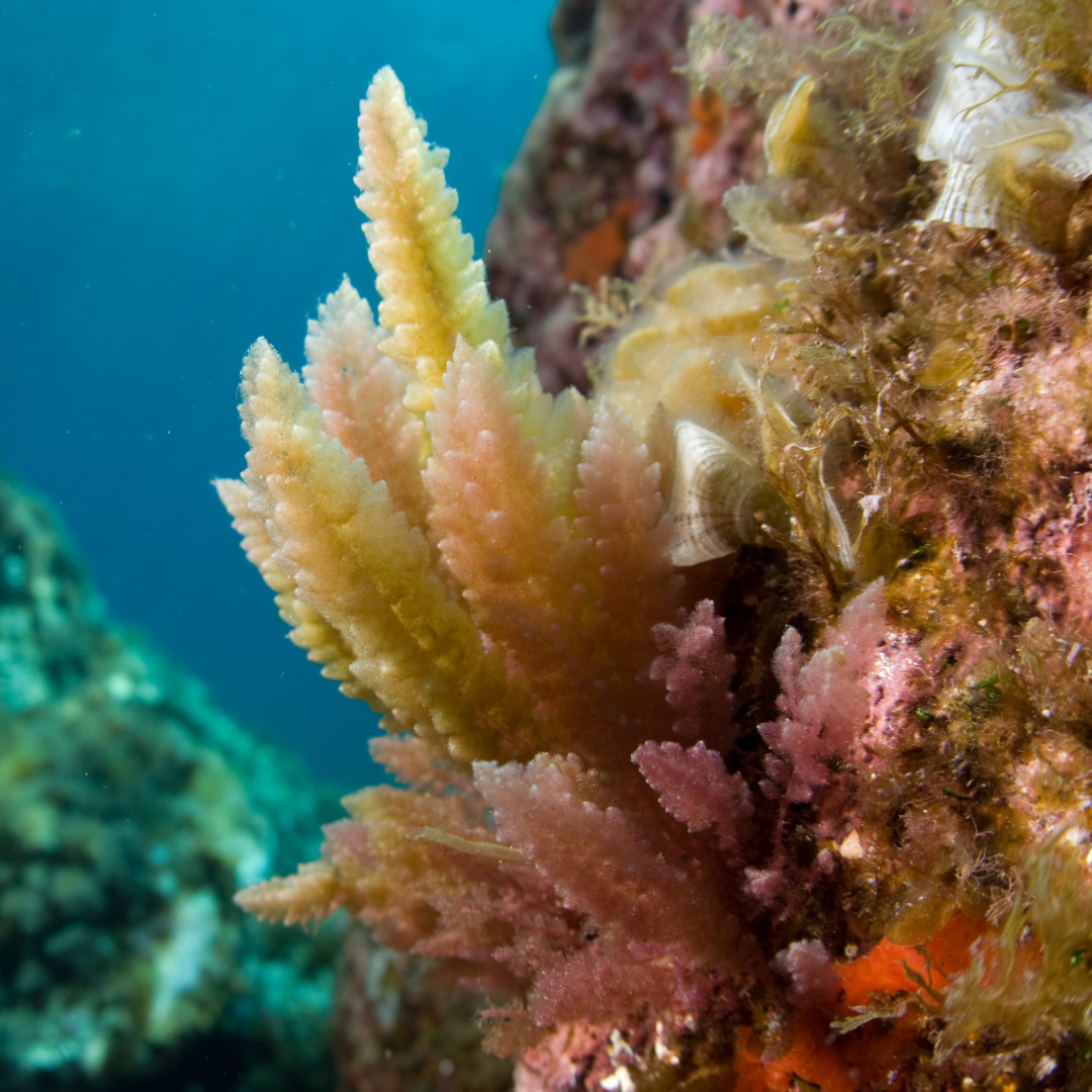 La Asparagopsis taxiformis, un alga invasora, ha sido detectada por primera vez en las costas de Barcelona