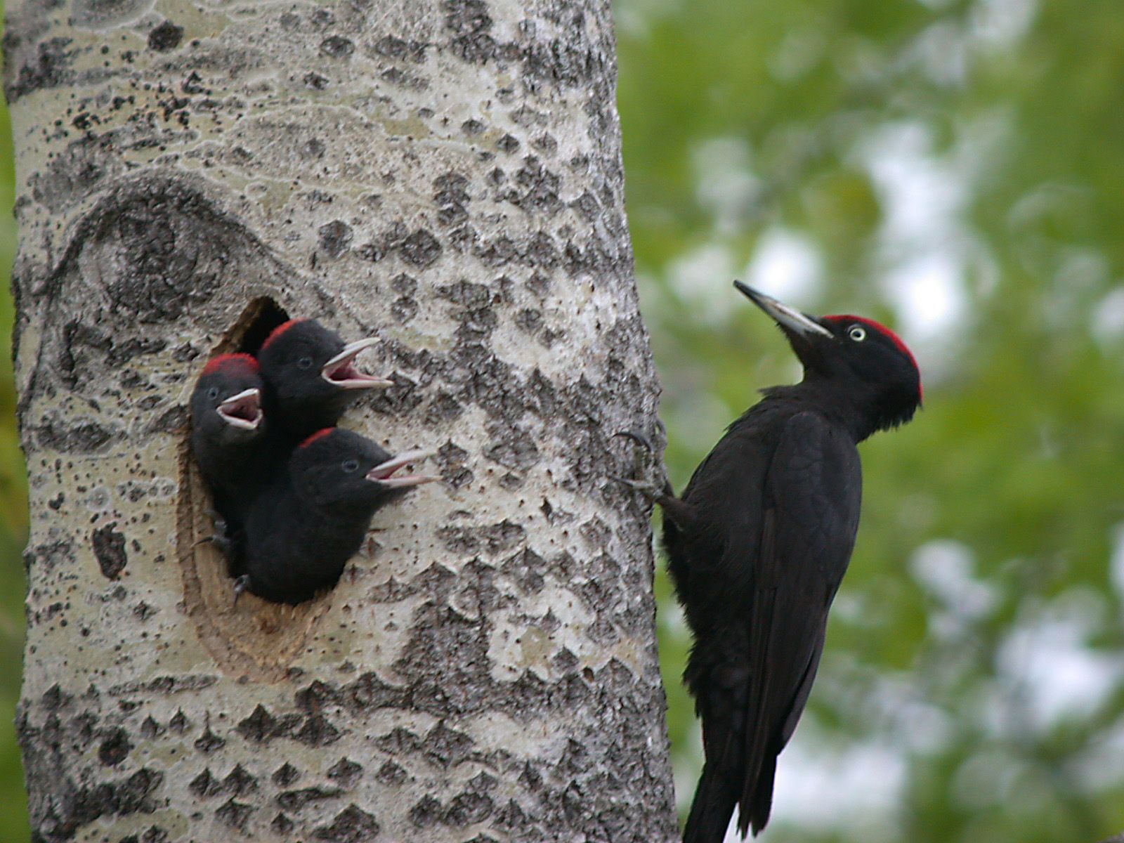 Localizada en Getxo una nueva especie de ave reproductora: el picamaderos negro