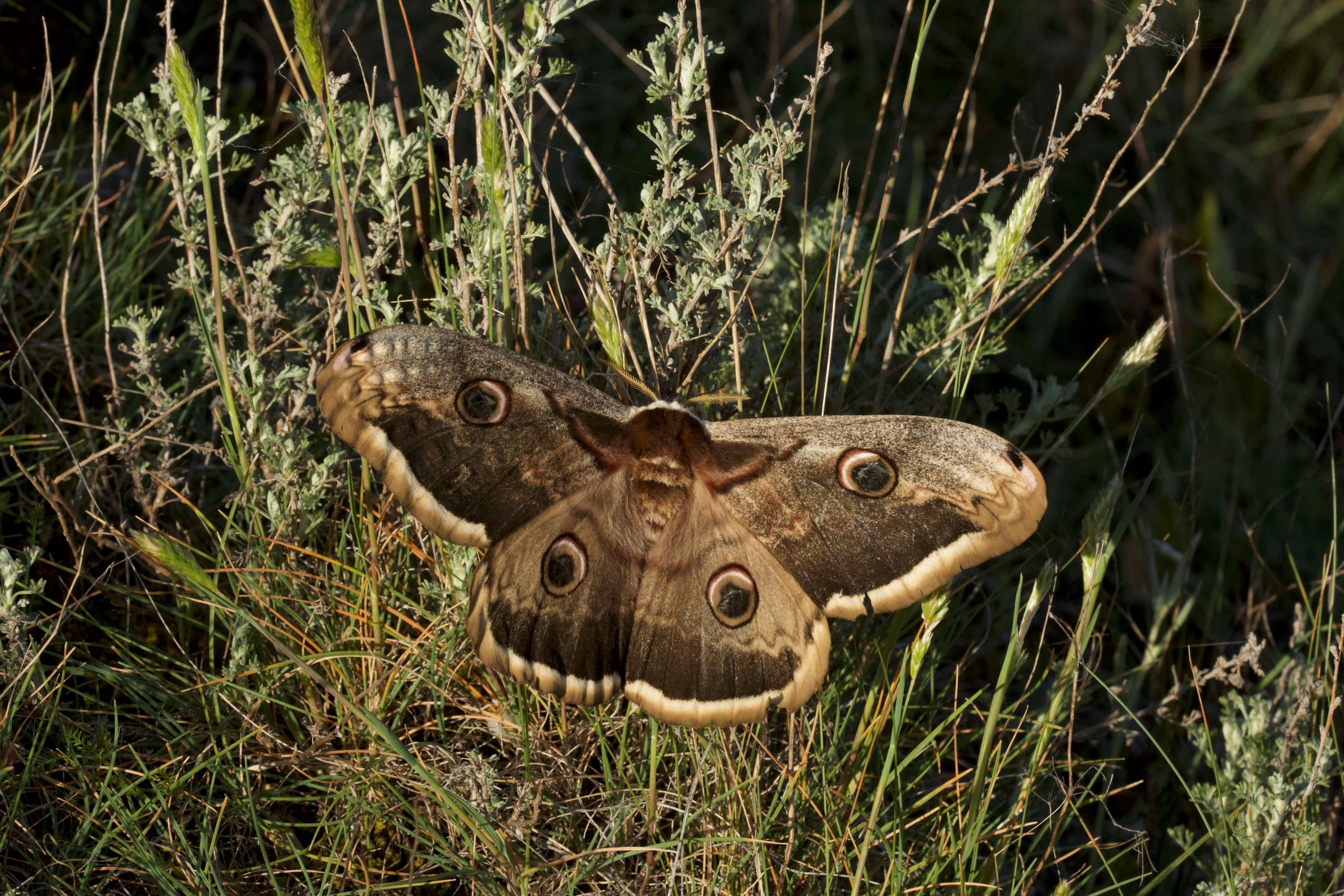 Talleres de campo para conocer las mariposas diurnas y nocturnas de Getxo