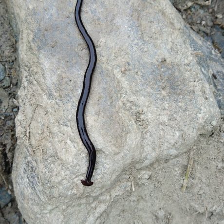 El gusano cabeza de martillo